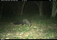 Bdeogale crassicauda