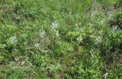 Ornithogalum boucheanum