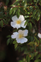 Rosa abyssinica