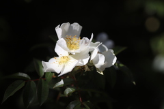 Rosa abyssinica