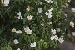 Rosa abyssinica