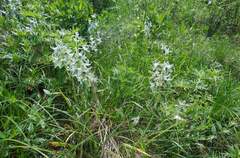 Ornithogalum boucheanum