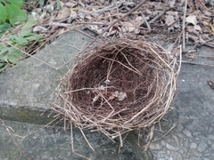 Turdus merula