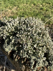 Cladonia fimbriata