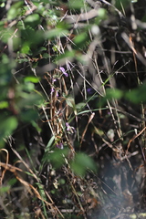 Hypoestes triflora
