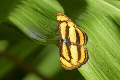 Pantoporia paraka