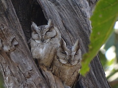 Otus bakkamoena