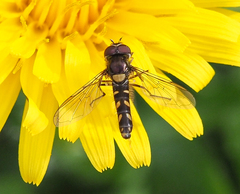 Allograpta hortensis