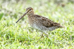 Gallinago