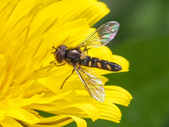 Allograpta hortensis