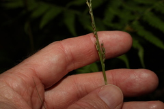Carex brunnea