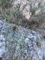 Bupleurum fruticescens