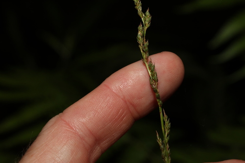 Carex brunnea iNat (2)