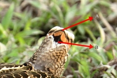 Gallinago