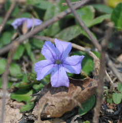 Ruellia