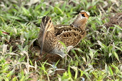 Gallinago