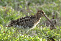 Gallinago