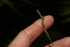 Carex brunnea