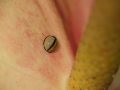 Cheilomenes propinqua