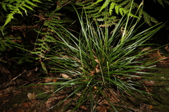 Carex brunnea
