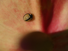 Cheilomenes propinqua