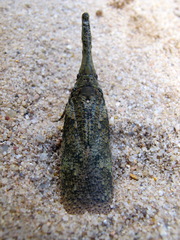 Zanna tenebrosa