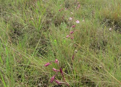 Eulophia hians hians