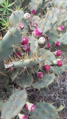 Opuntia stricta