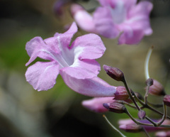 Tanaecium