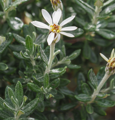 Chiliotrichum