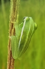 Hyperolius benguellensis