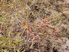 Haloxylon persicum