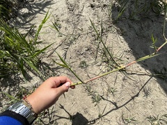 Phragmites karka