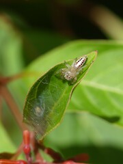 Thyene coccineovittata