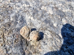 Littorina brevicula