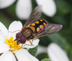 Syrphus octomaculatus