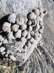 Littorina brevicula