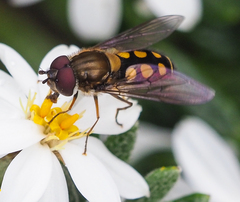Syrphus octomaculatus