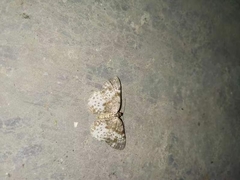 Leptepistomion concinna