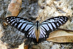 Graphium xenocles