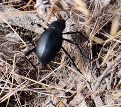 Blaps lusitanica