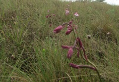 Eulophia hians hians