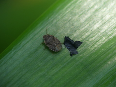 Pentatomidae