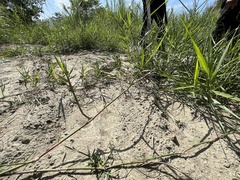 Phragmites karka