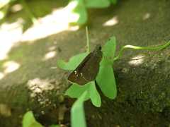 Hesperiinae