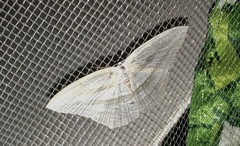 Acropteris ciniferaria