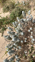 Achillea maritima