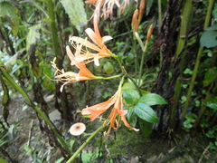 Lycoris sanguinea