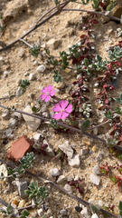 Silene littorea