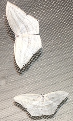 Acropteris ciniferaria